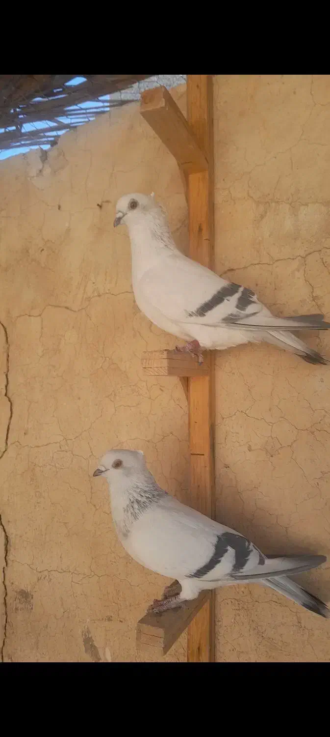 کبوتر شامی کاکلی وپولکی زیر خاکی|پرنده|سیمکان, |دیوار