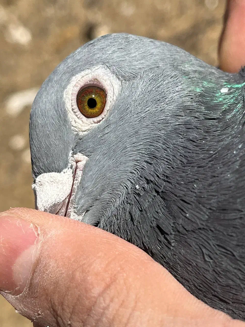 کبوتر مسافتی|پرنده|نیمبلوک, |دیوار