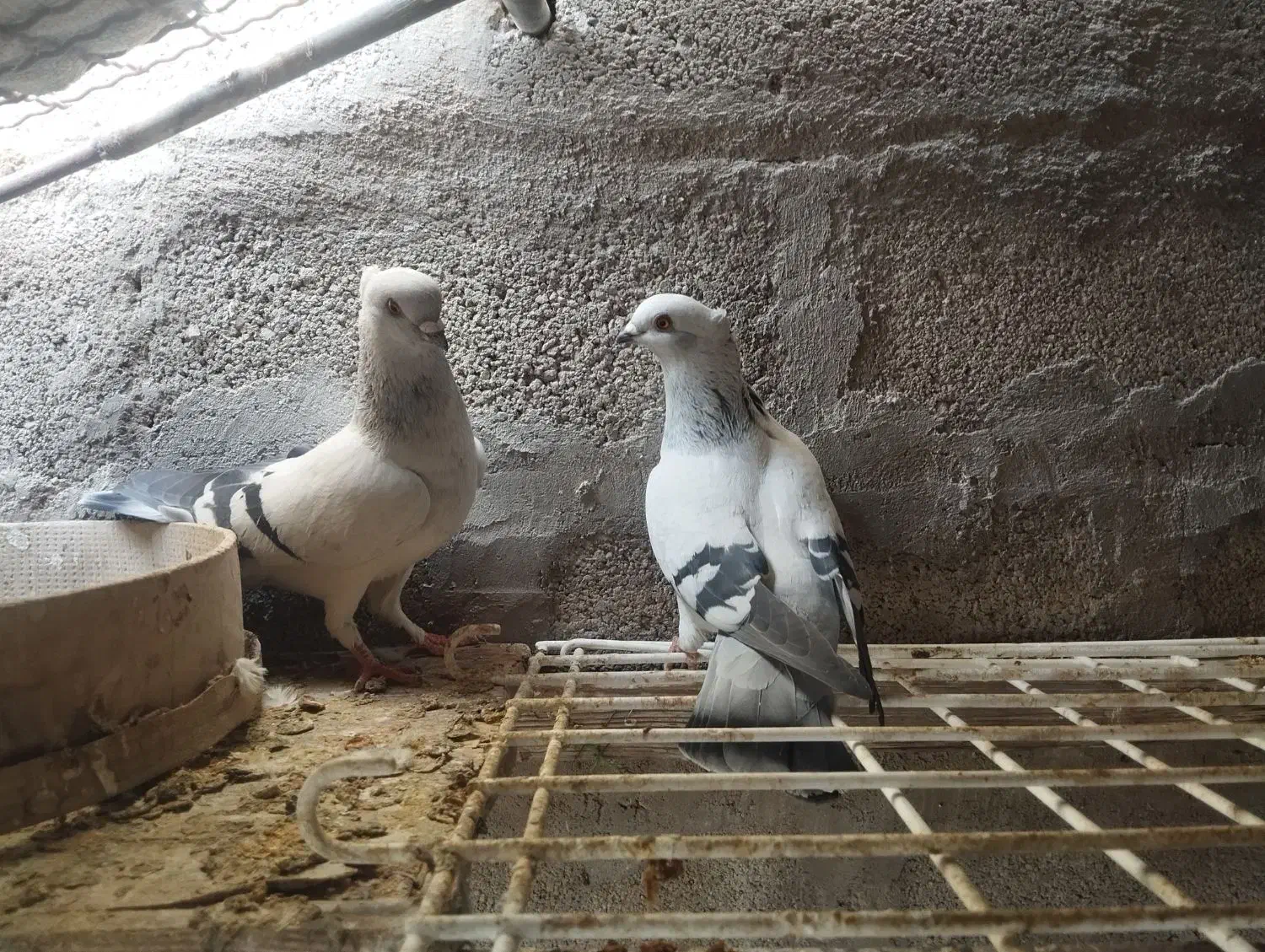 شامی کاکلی|پرنده|زرین دشت (فارس), |دیوار