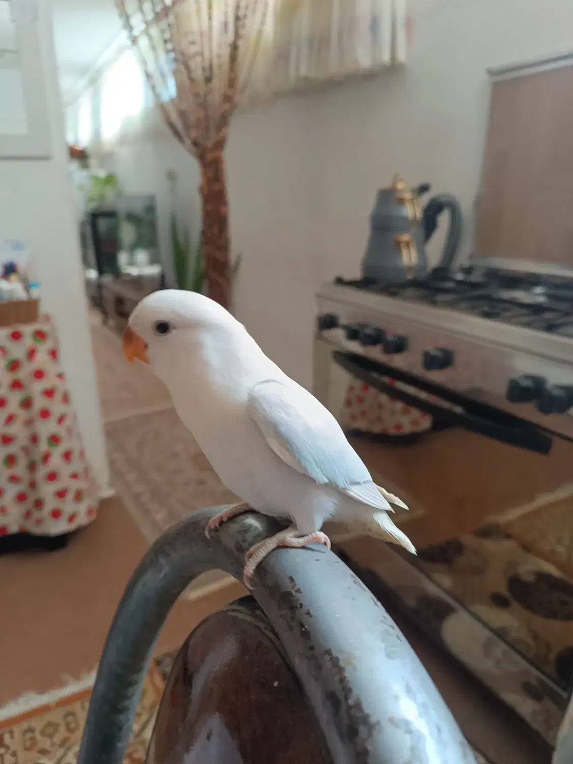 طوطی برزیلی ماده جوان نژاد مارال|پرنده|صحنه, |دیوار