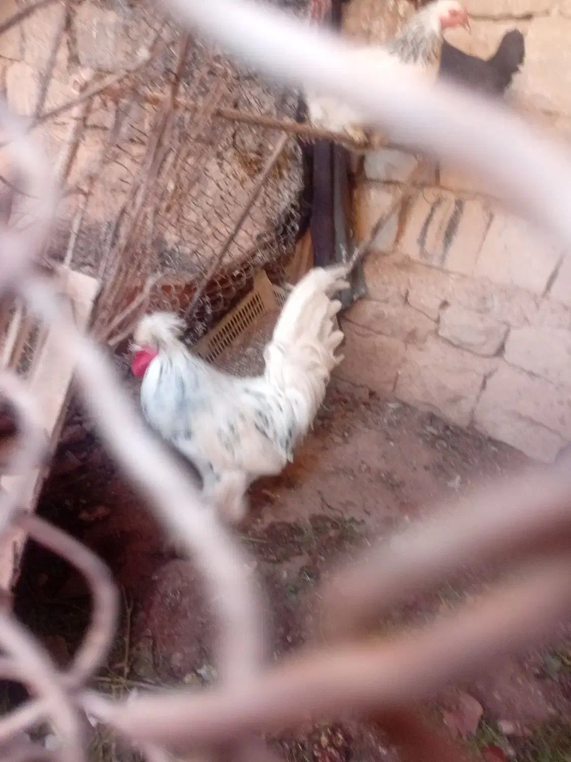 خروس|حیوانات مزرعه|مسجد سلیمان, |دیوار