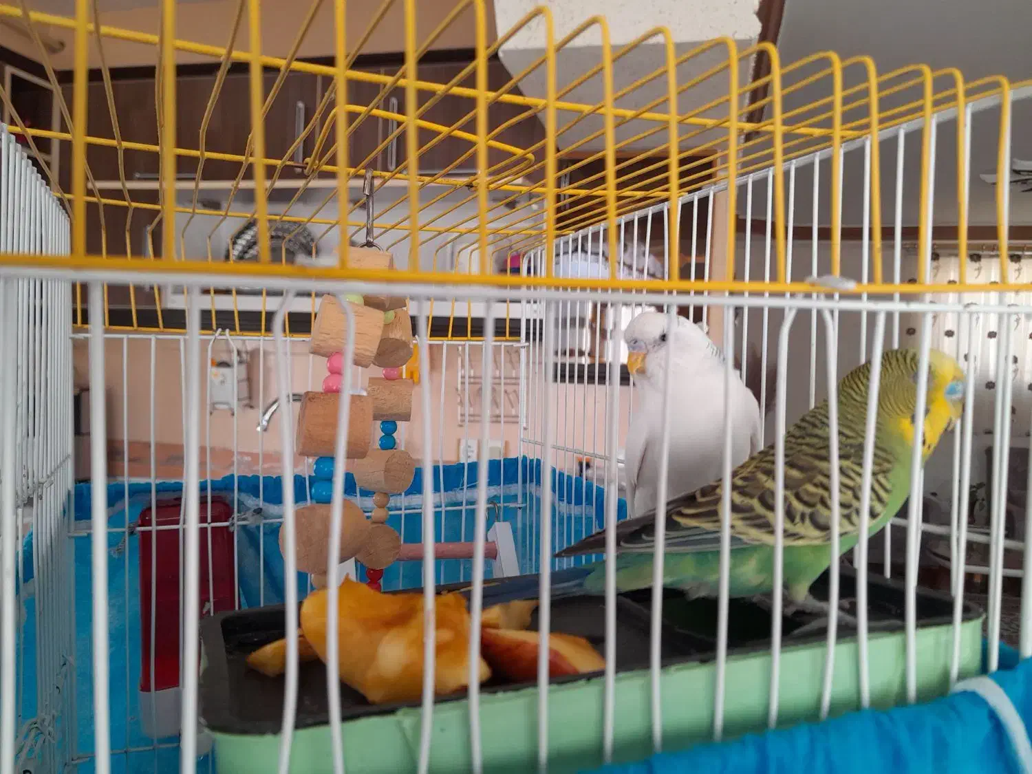 مرغ عشق نروماده وقفسه کامل|پرنده|سنندج, |دیوار