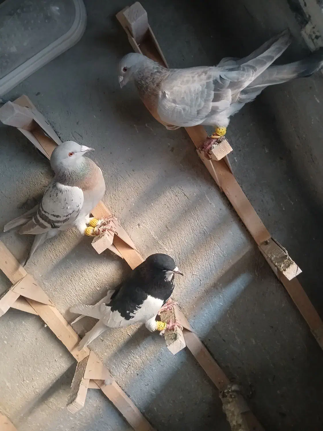 کفتر سوسنی دس اولی|پرنده|شیراز, سعدیه شمالی|دیوار