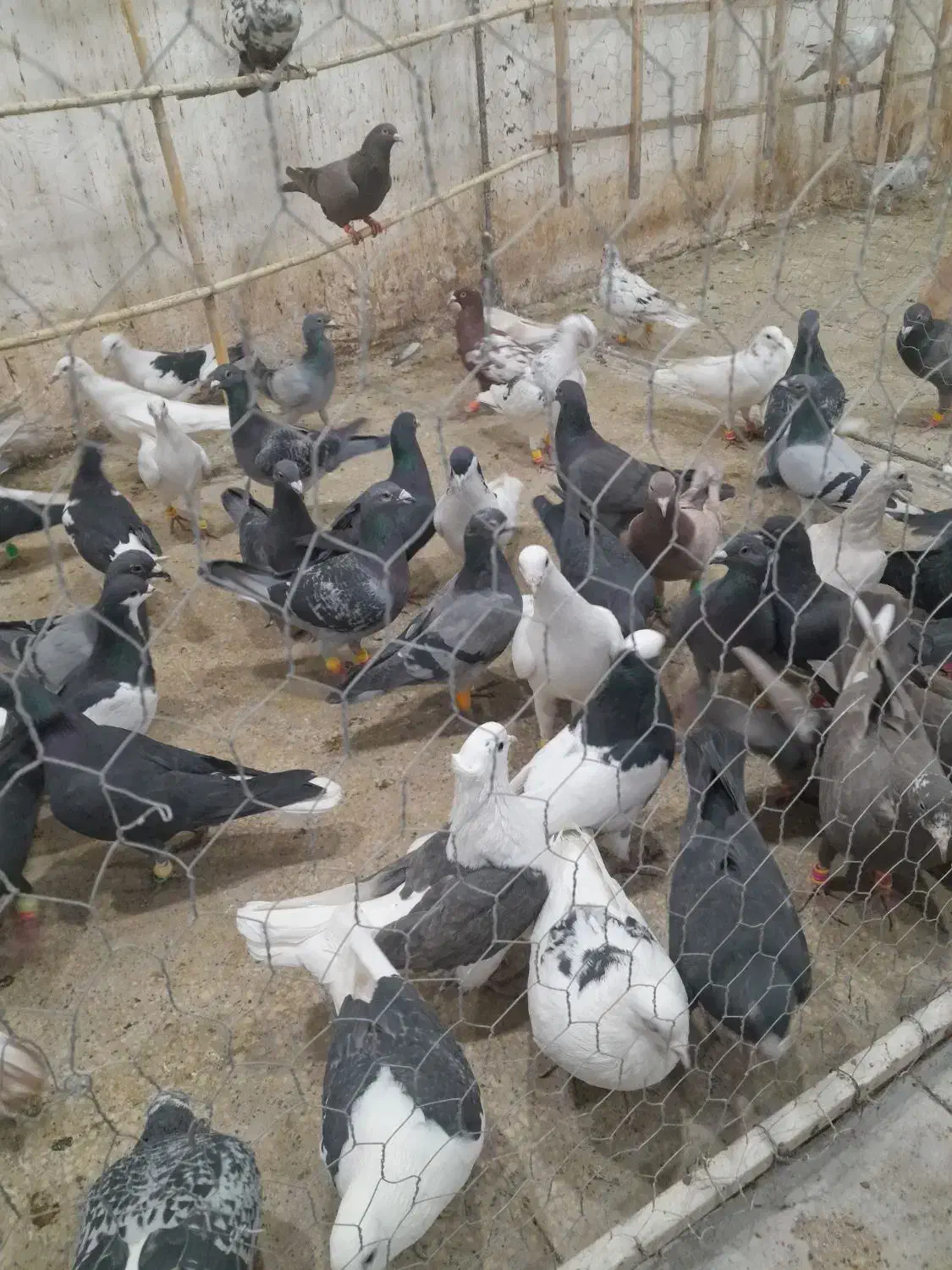 تعداد ۹۵عدد جنگنده پرشی|پرنده|تاکستان, |دیوار