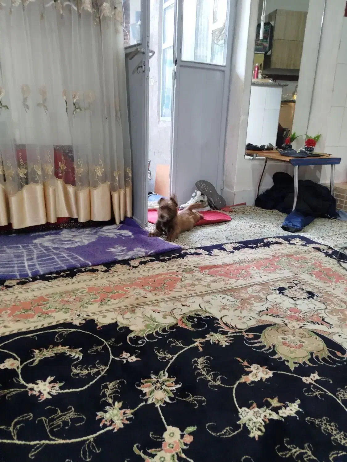 واگذاری سگ پنج ماهه|سگ|مراغه, |دیوار