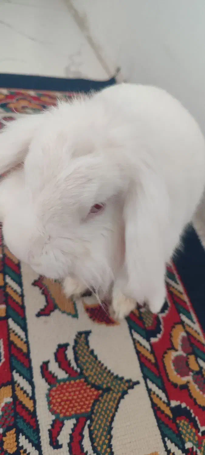 خرگوش سفید|موش و خرگوش|چهارباغ, |دیوار