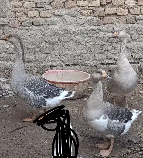 غاز جوان زابل اباد|حیوانات مزرعه|گنبد کاووس, |دیوار