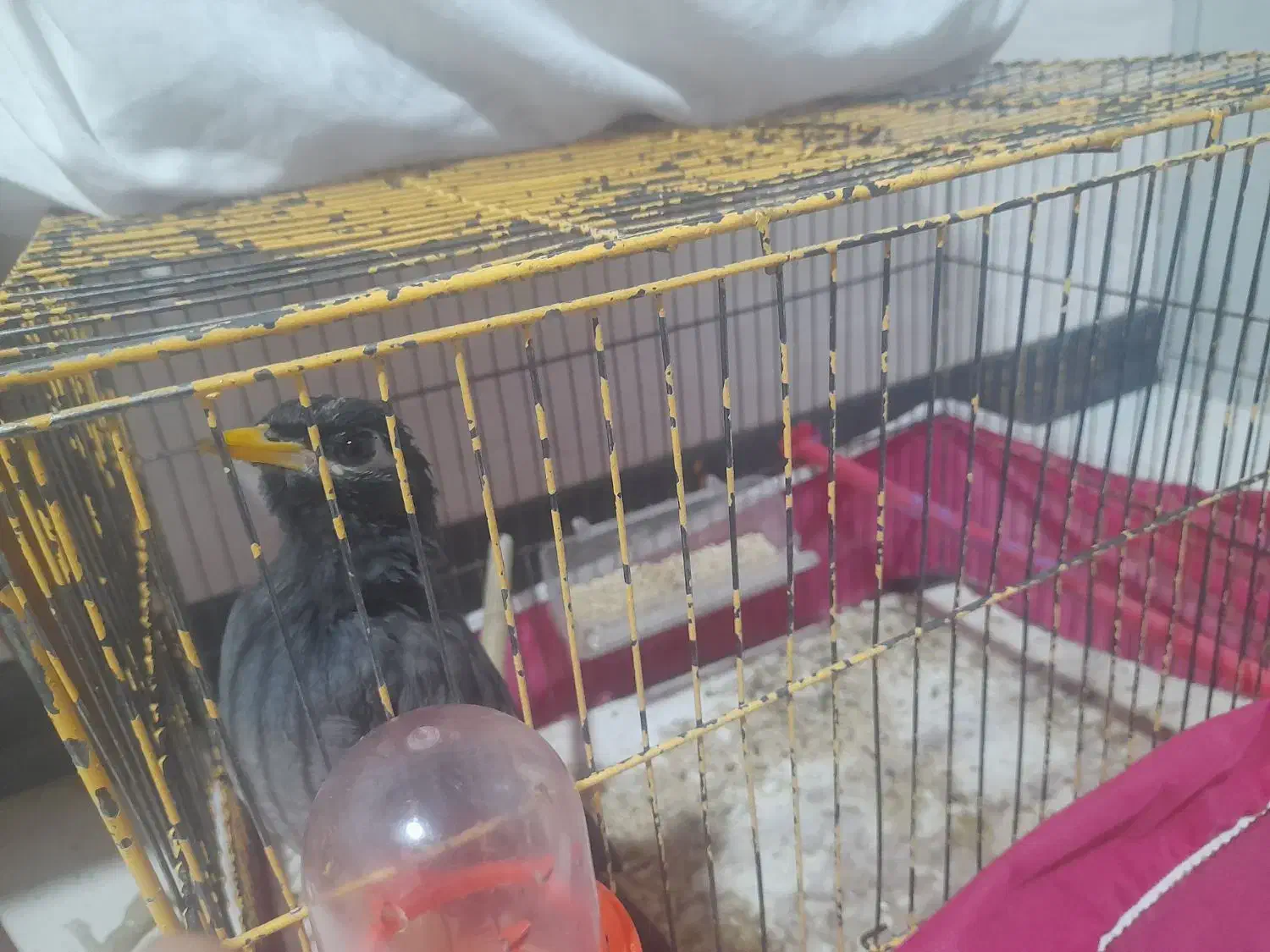 مرغ مینا|پرنده|اصفهان, جوزدان الیادران|دیوار