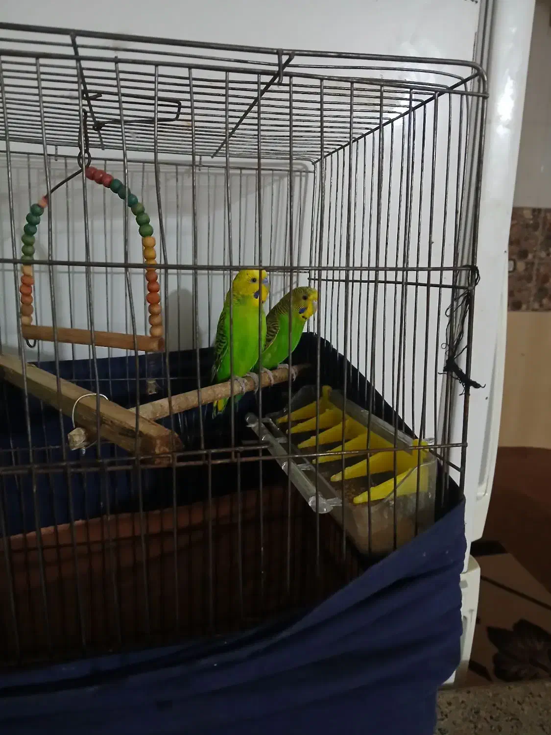 مرق عشق|پرنده|شوشتر, |دیوار