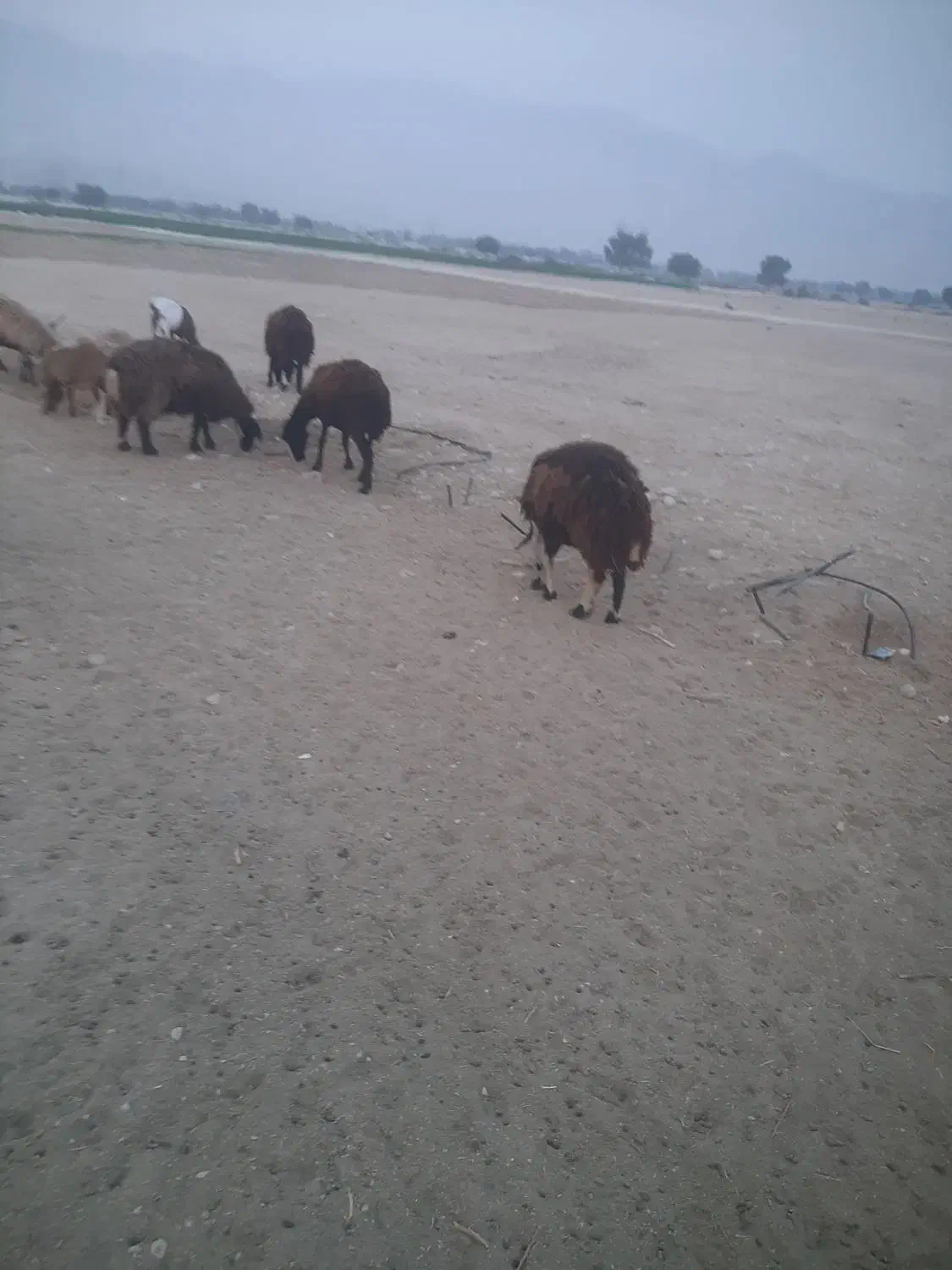 فروش چندمیش|حیوانات مزرعه|پارسیان, |دیوار