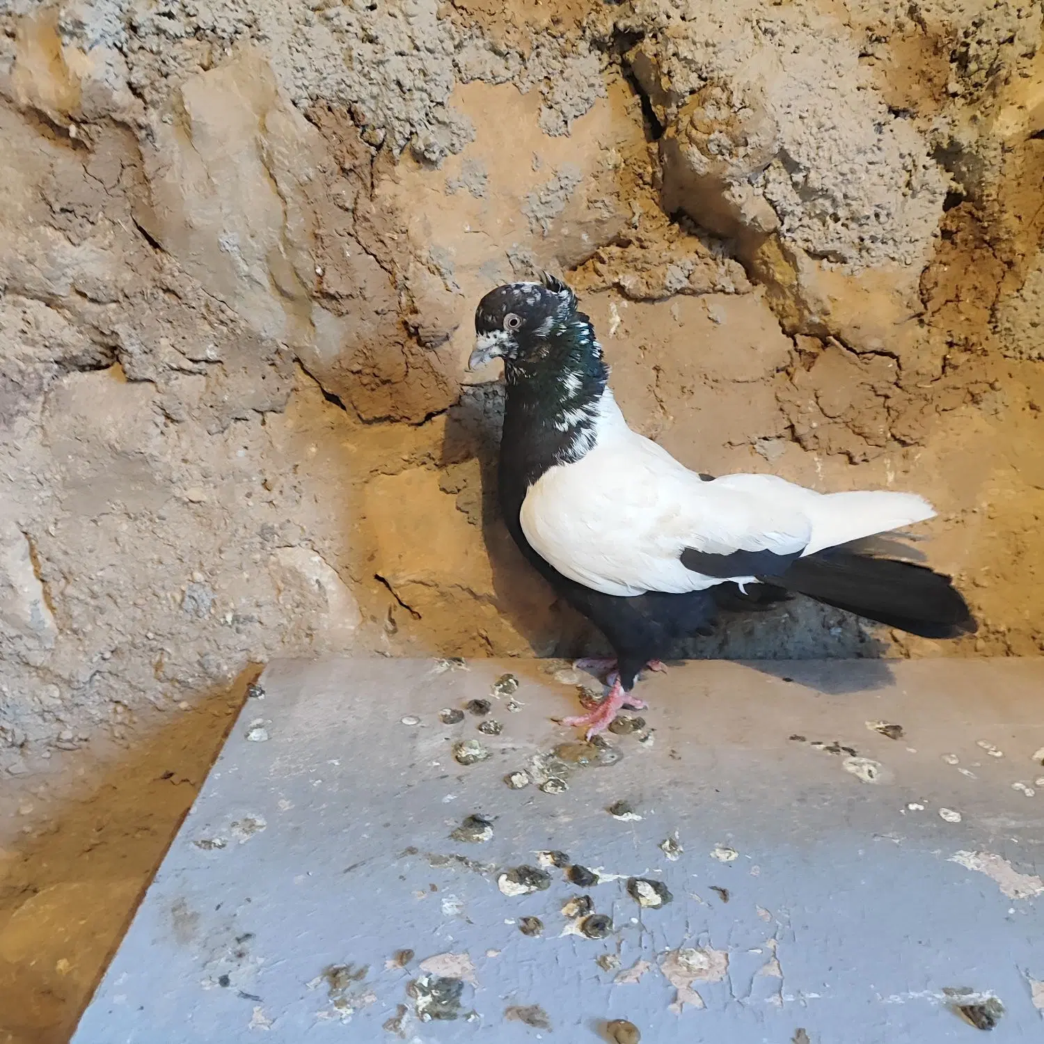 سینه ای|پرنده|لردگان, |دیوار