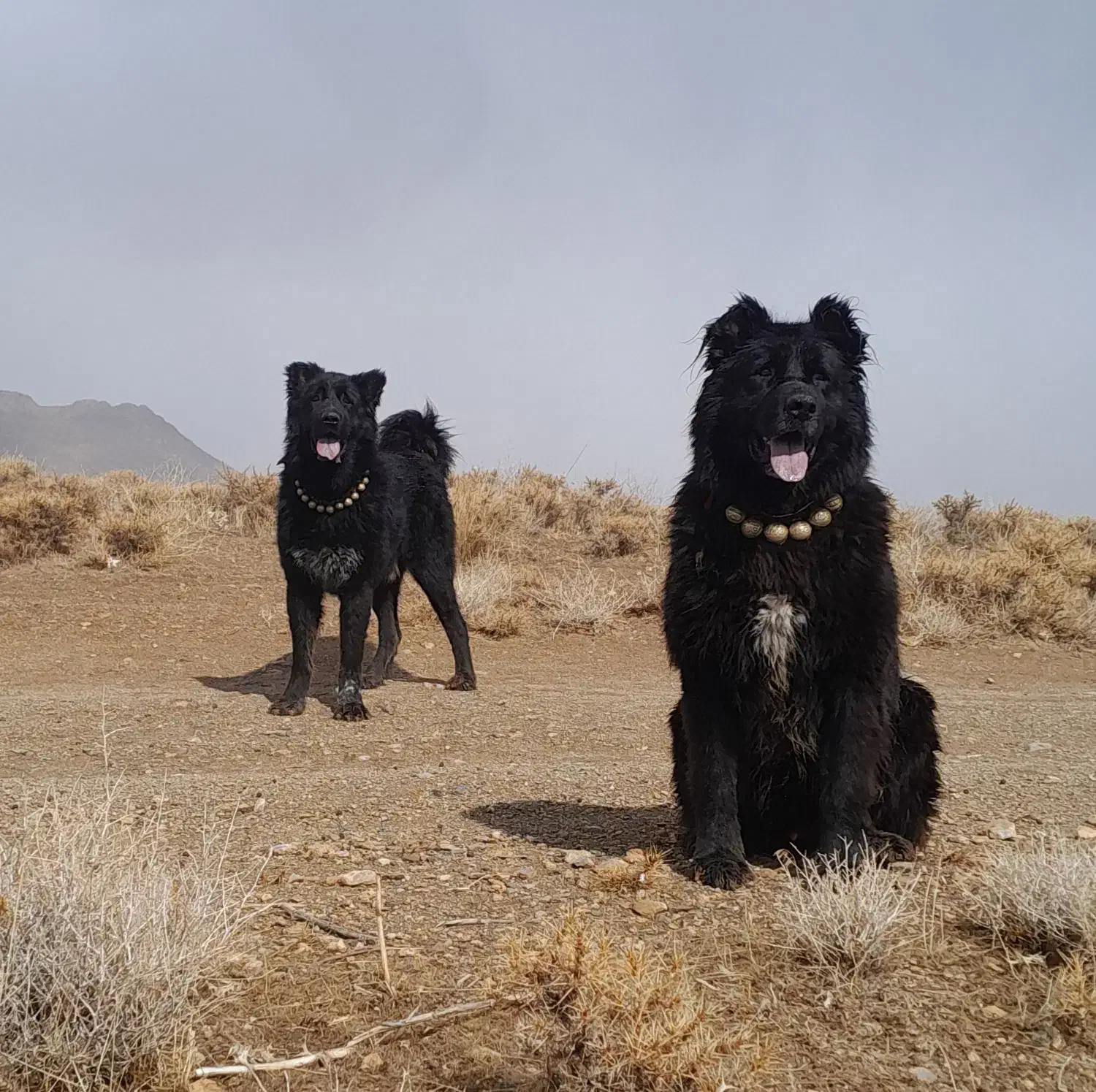 واگذاری سگ گله|سگ|داران, |دیوار