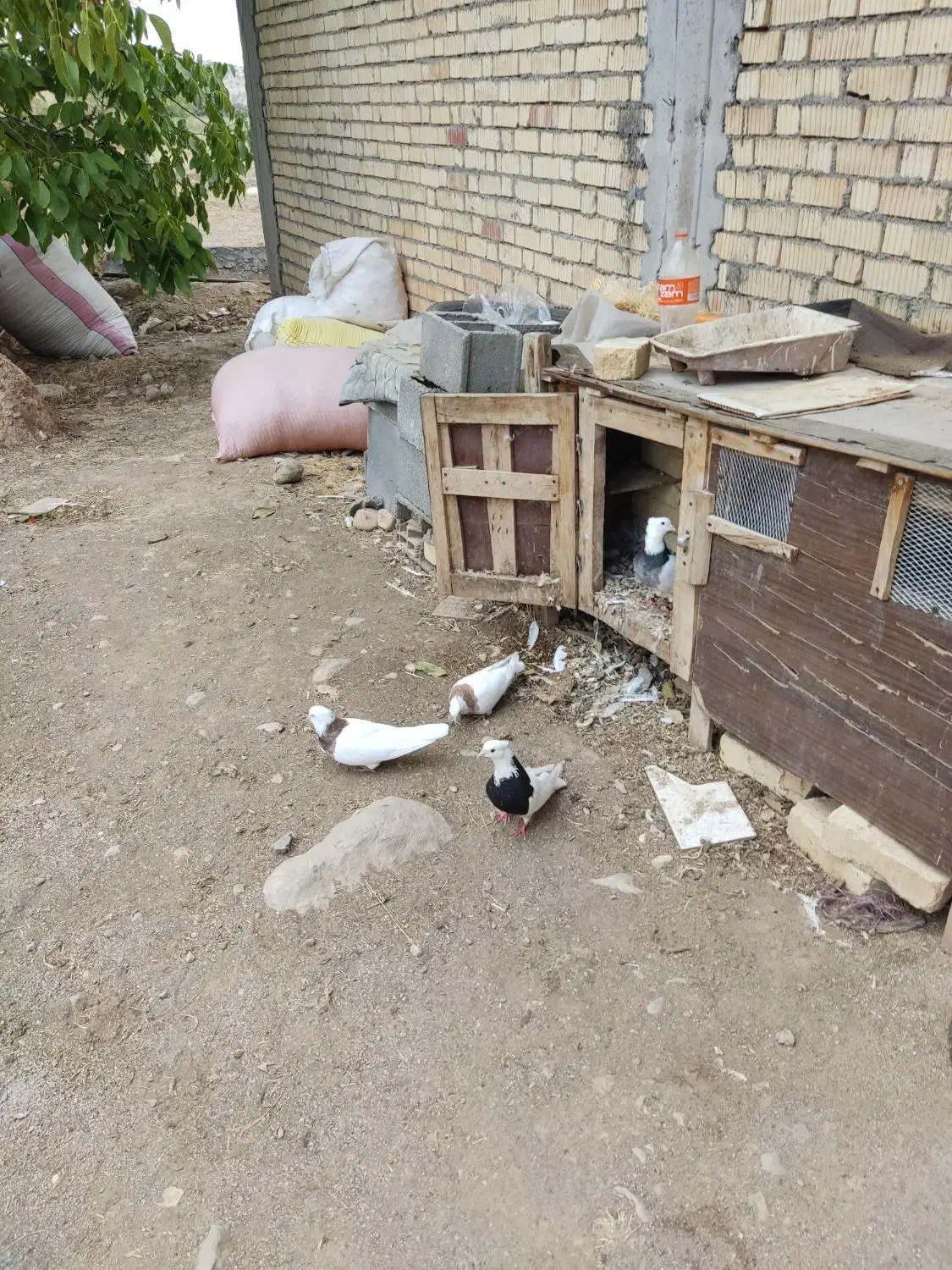 پنج عدد طوق تمیز|پرنده|سی‌سخت, |دیوار