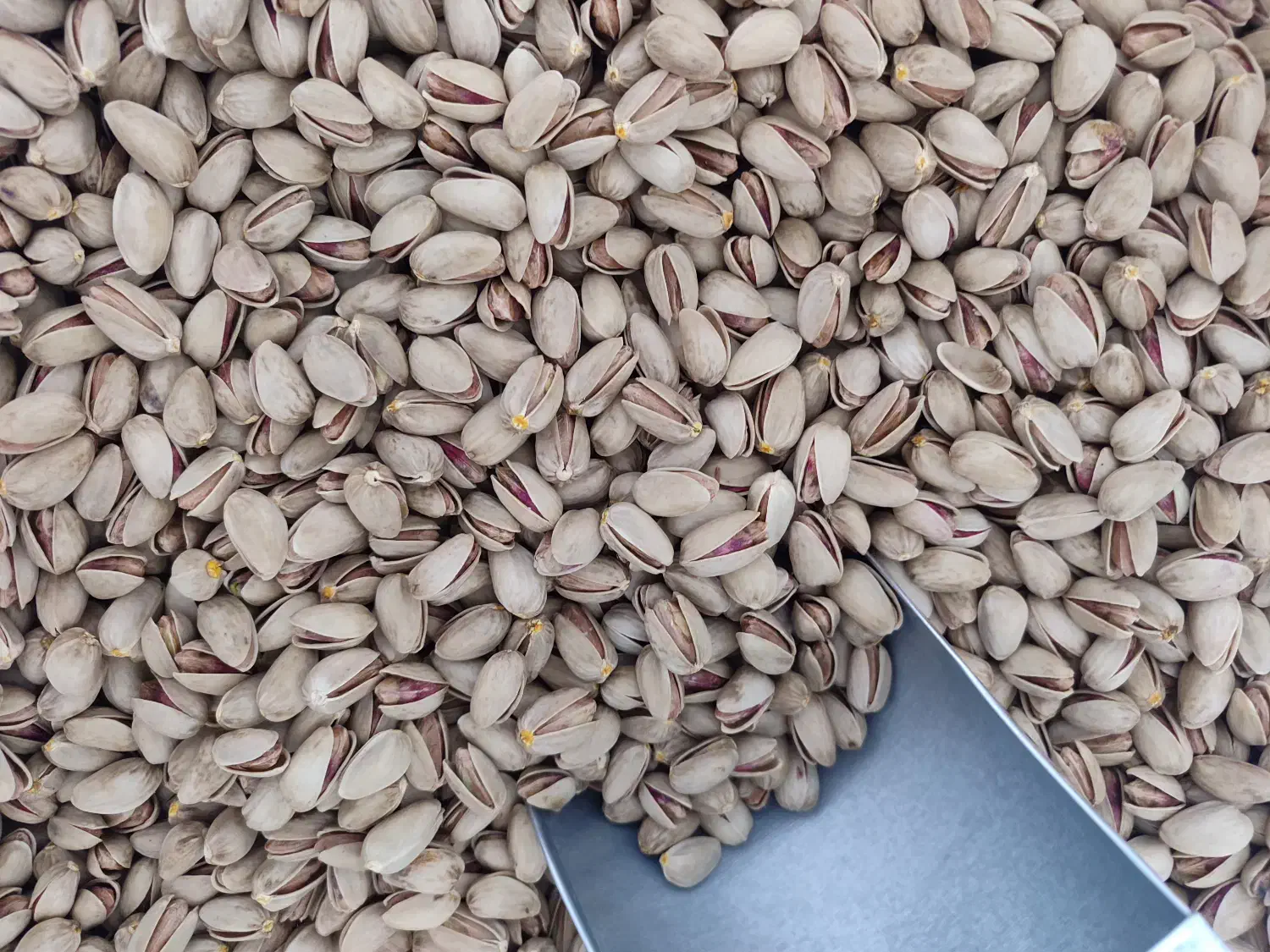 پسته|خوردنی و آشامیدنی|اصفهان, شهرک ولیعصر|دیوار