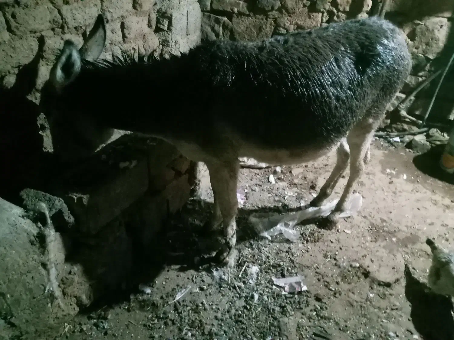 الاغ|حیوانات مزرعه|سارال, |دیوار