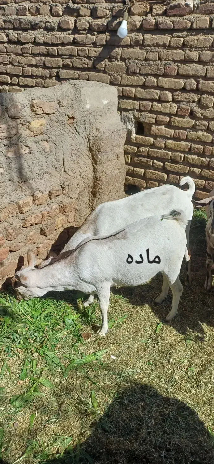 گوسفند (کهره )|حیوانات مزرعه|بم, |دیوار