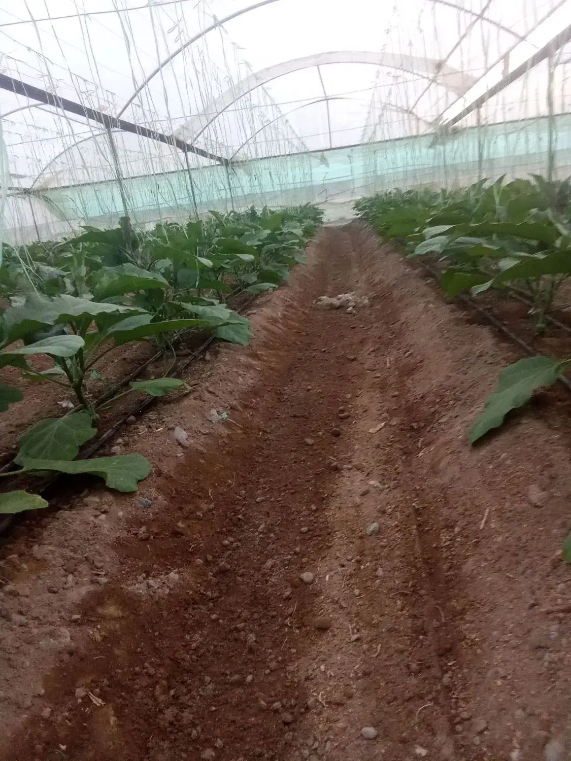 گلخانه بادمجان اجاره داده میشود|اجارهٔ دفتر صنعتی، کشاورزی، تجاری|جیرفت, |دیوار