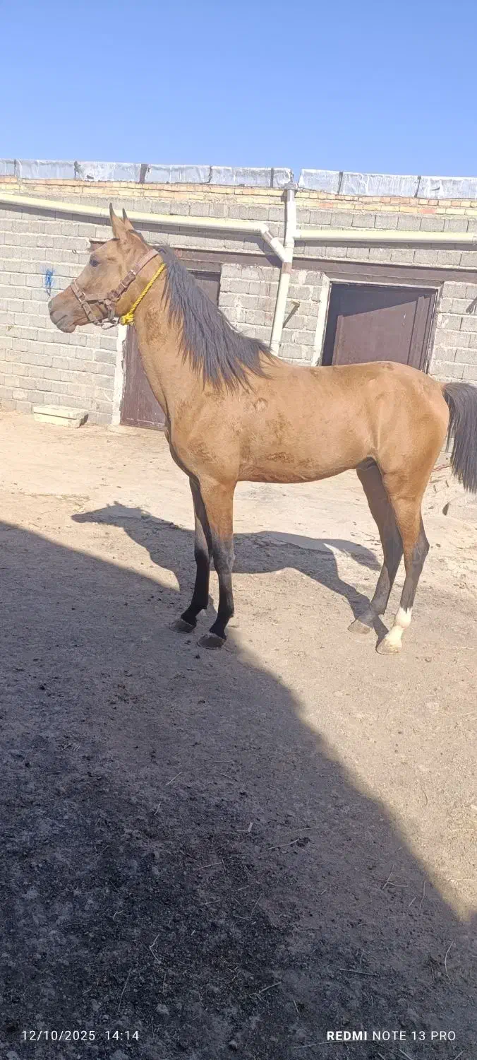 اسب دره شوری|اسب و تجهیزات اسب‌سواری|سلماس, |دیوار