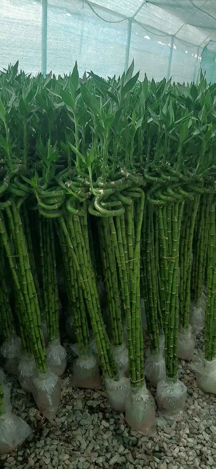 بامبو|گل و گیاه طبیعی|شریفآباد, |دیوار