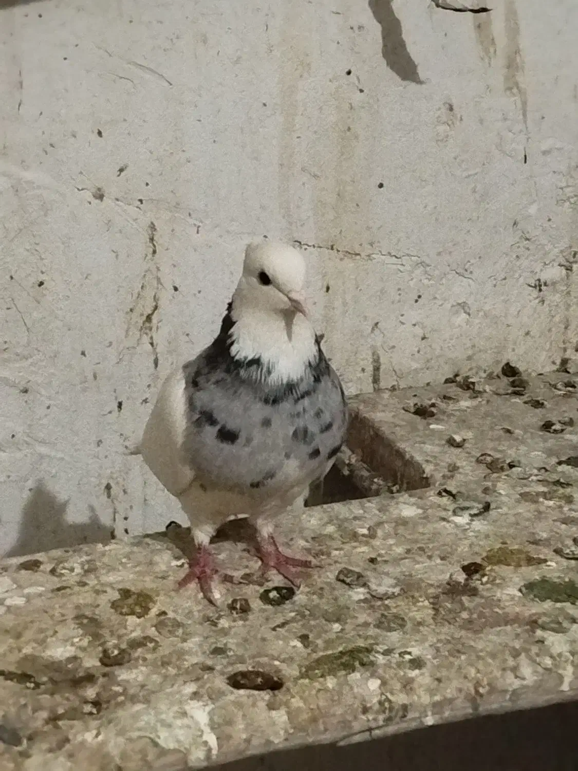 طوقی ماده .|پرنده|داران, |دیوار