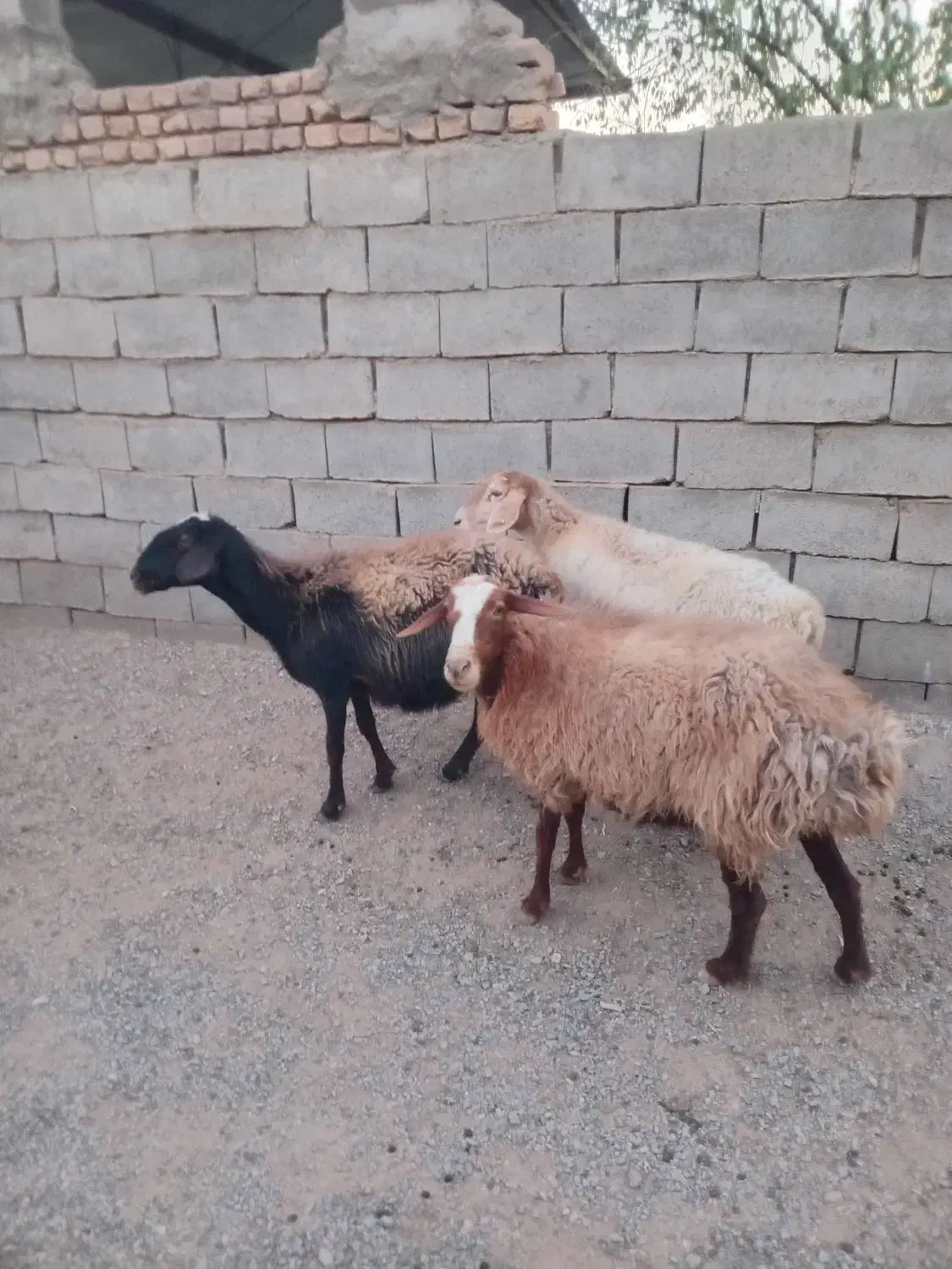 3عددمیش ابستن مایه دار|حیوانات مزرعه|شهرآباد, |دیوار