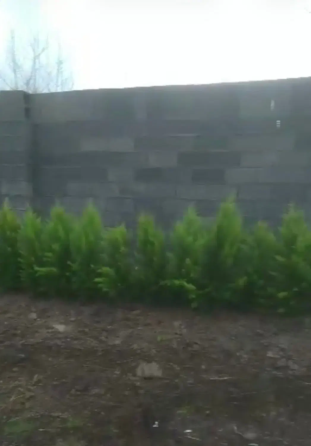 مرکز پخش کاج لاوسون و نهال میوه و شمشاد|گل و گیاه طبیعی|کوچصفهان, |دیوار