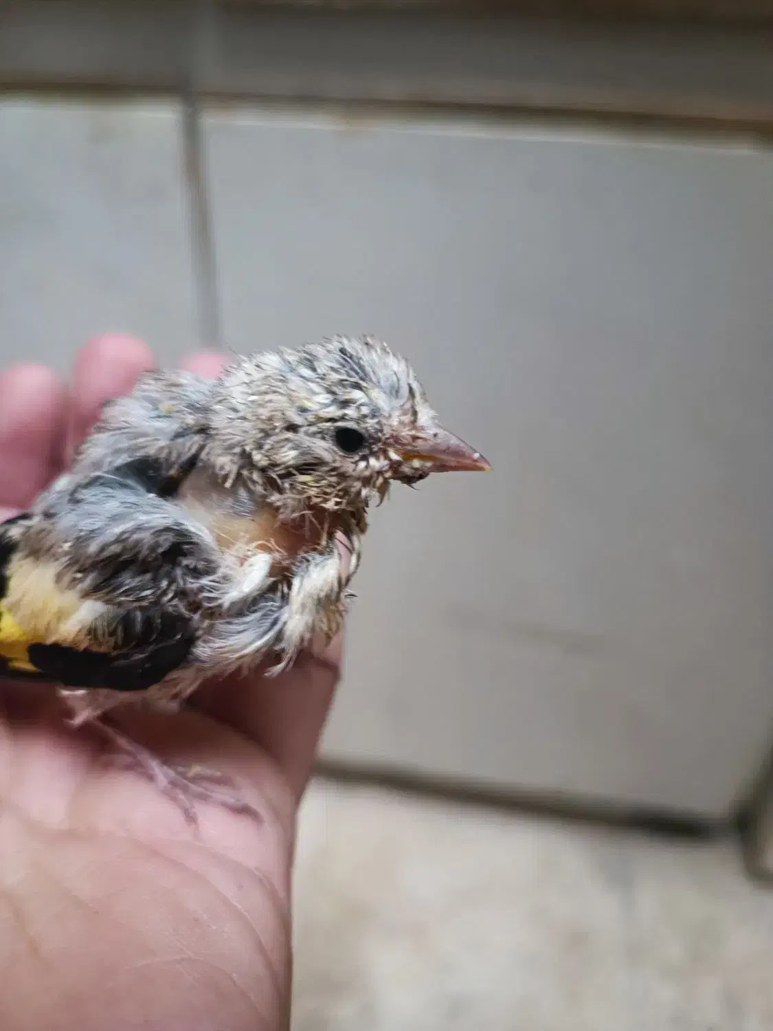 جوجه متولد قفس زیر دهن|پرنده|همدان, |دیوار