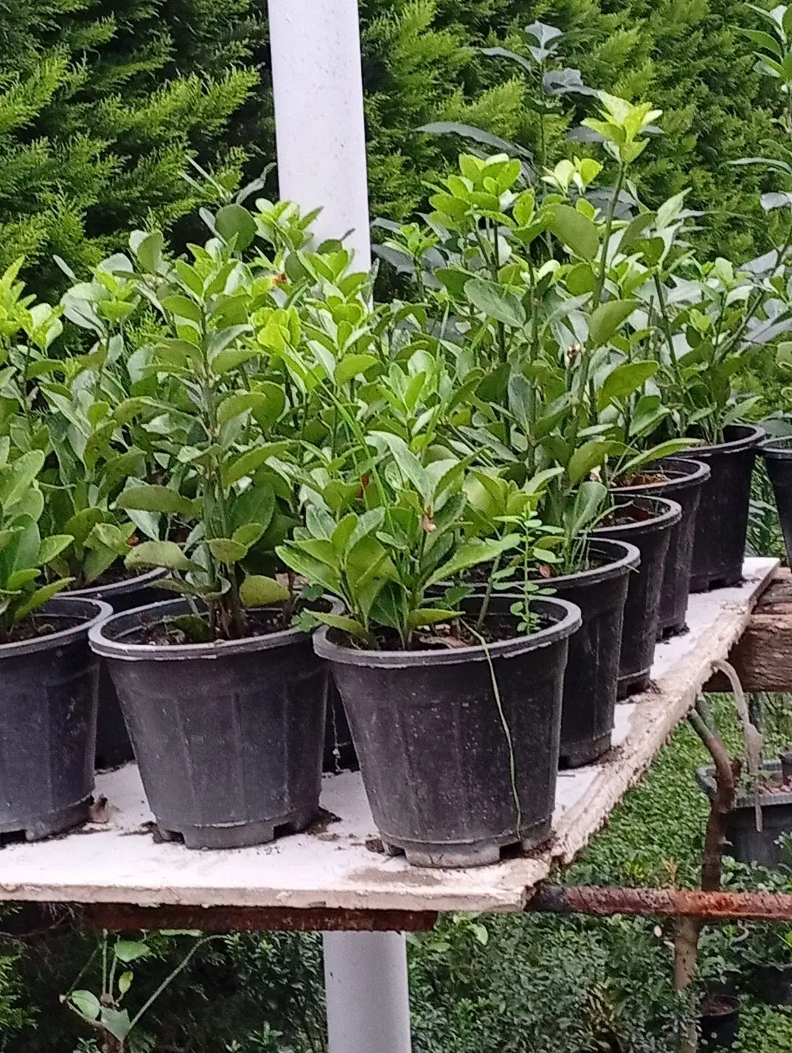 فروش شمشاد قیمت مناسب|گل و گیاه طبیعی|نوشهر, |دیوار