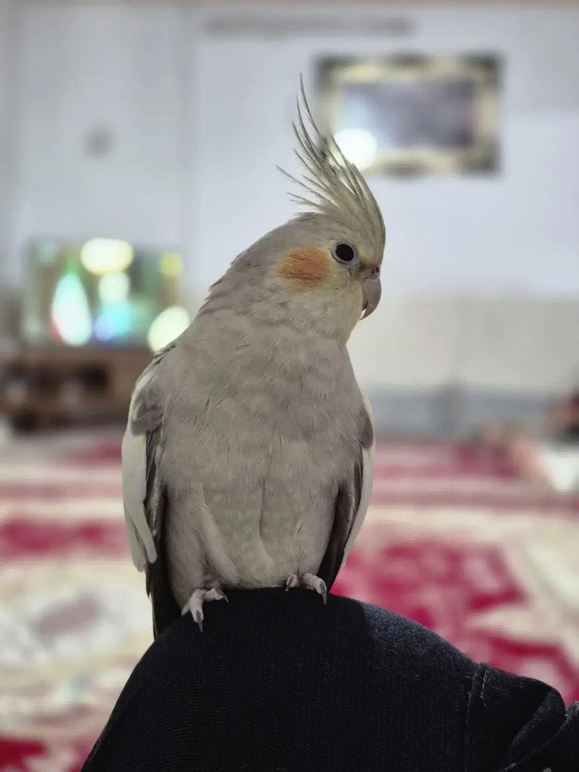 عروس هلندی ماده خاکستری|پرنده|مشهد, نیزه|دیوار