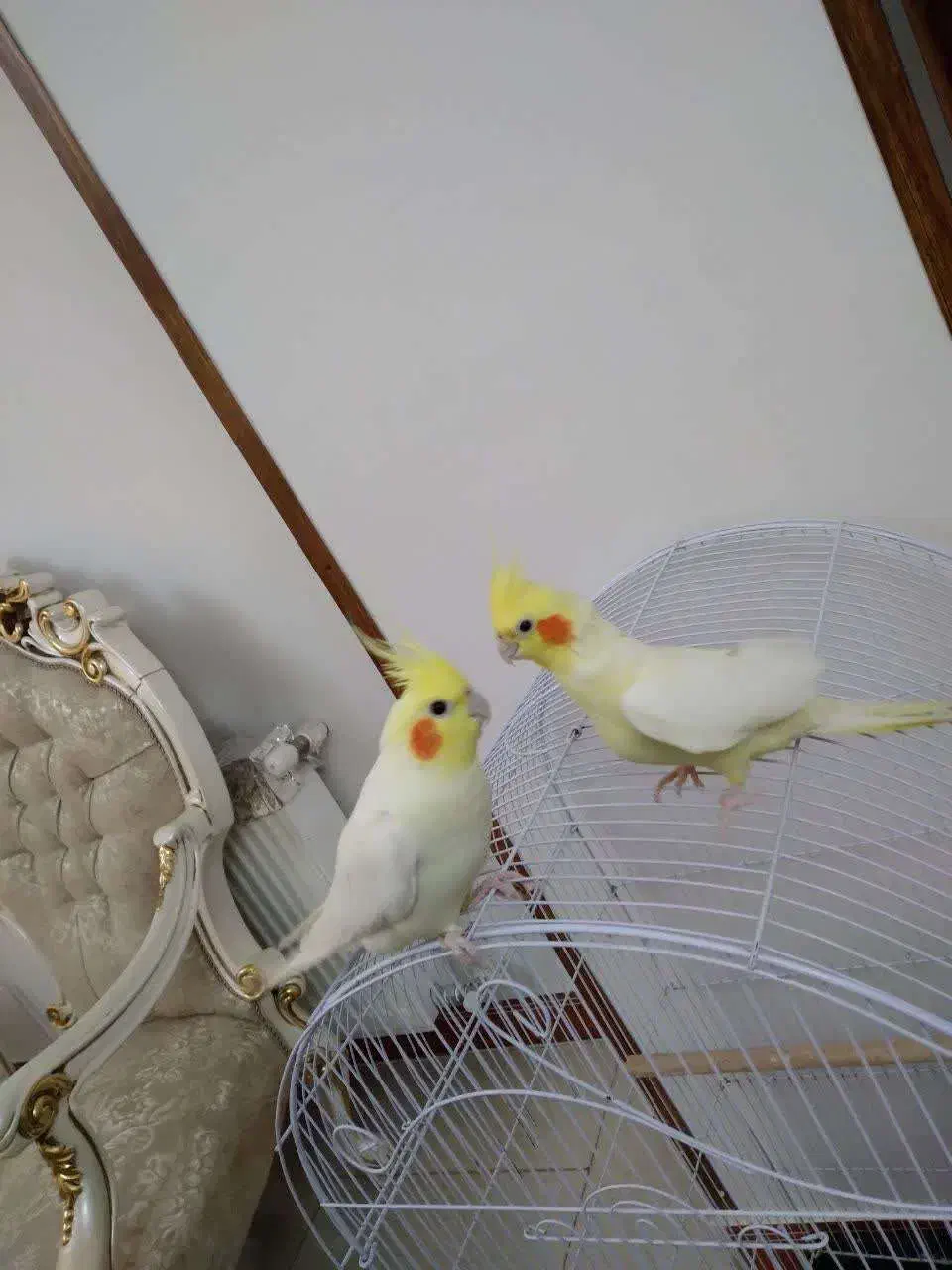 پرنده|پرنده|چمستان, |دیوار