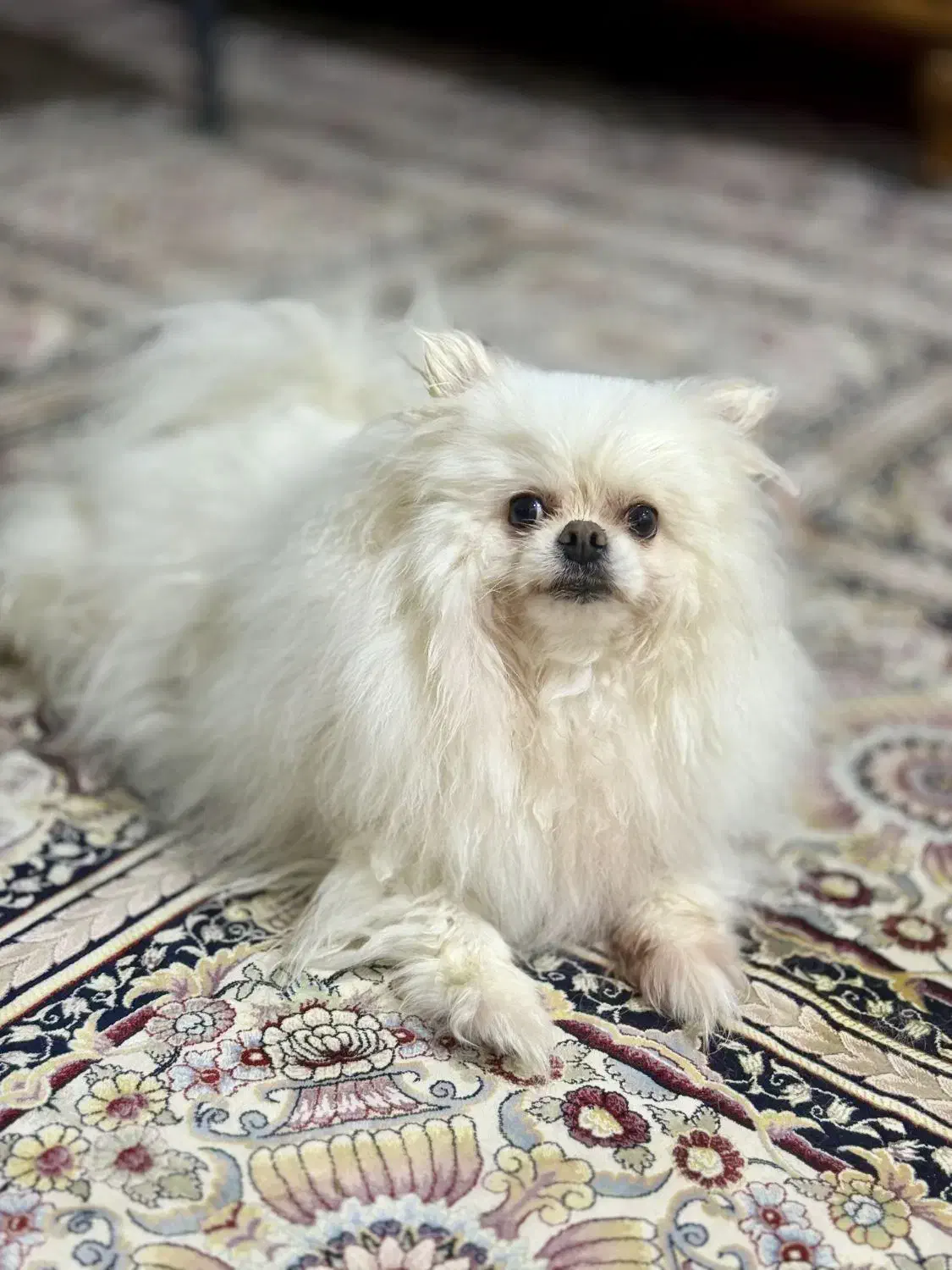 پامرانین خرسی|سگ|یزد, |دیوار