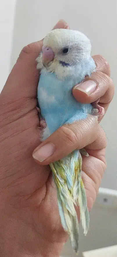 جوجه مرغ عشق اسپانگل|پرنده|بروجرد, |دیوار