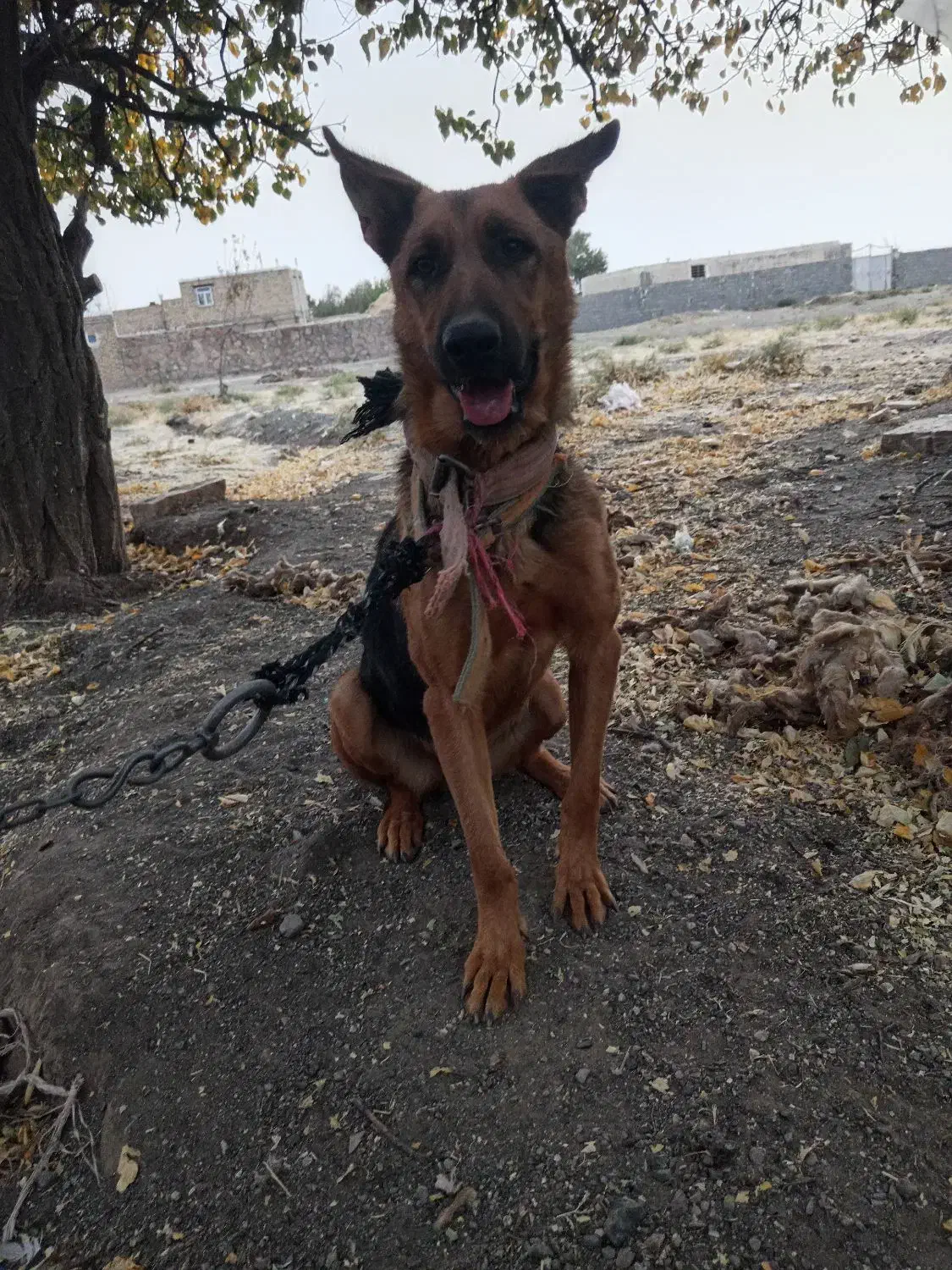 یه حیوون زرنگ و فهمیده زبون فهم|سگ|فریمان, |دیوار