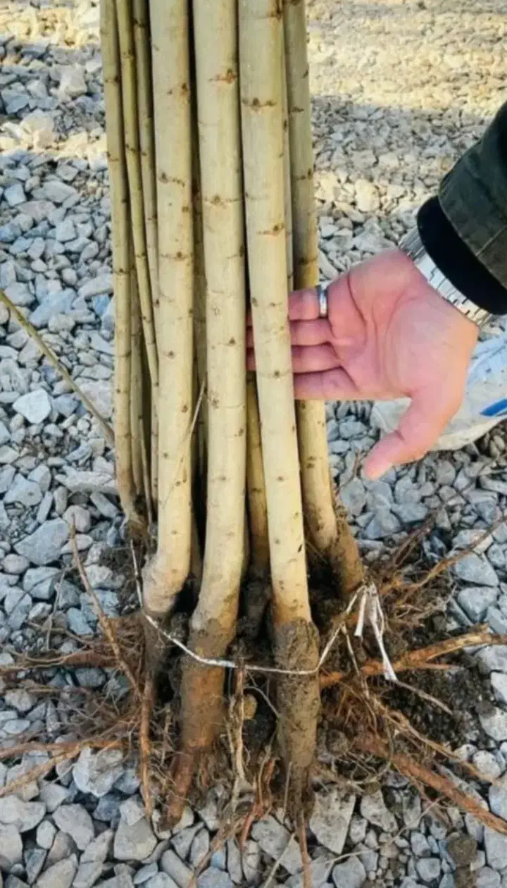 صنوبر نگرای ترکیه وکبوده و پالونیا|خدمات باغبانی و درختکاری|اراک, |دیوار