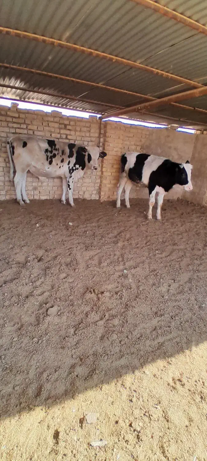 گوساله نر|حیوانات مزرعه|مرودشت, تخت جمشید|دیوار