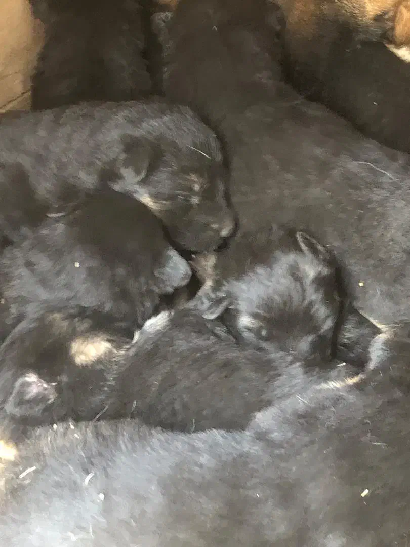 توله ژرمن شپرد پدر وارداتی با کیفیت نر و ماده|سگ|آبیک, |دیوار