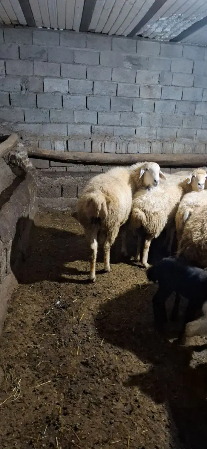 قوچ|حیوانات مزرعه|ارشق, |دیوار