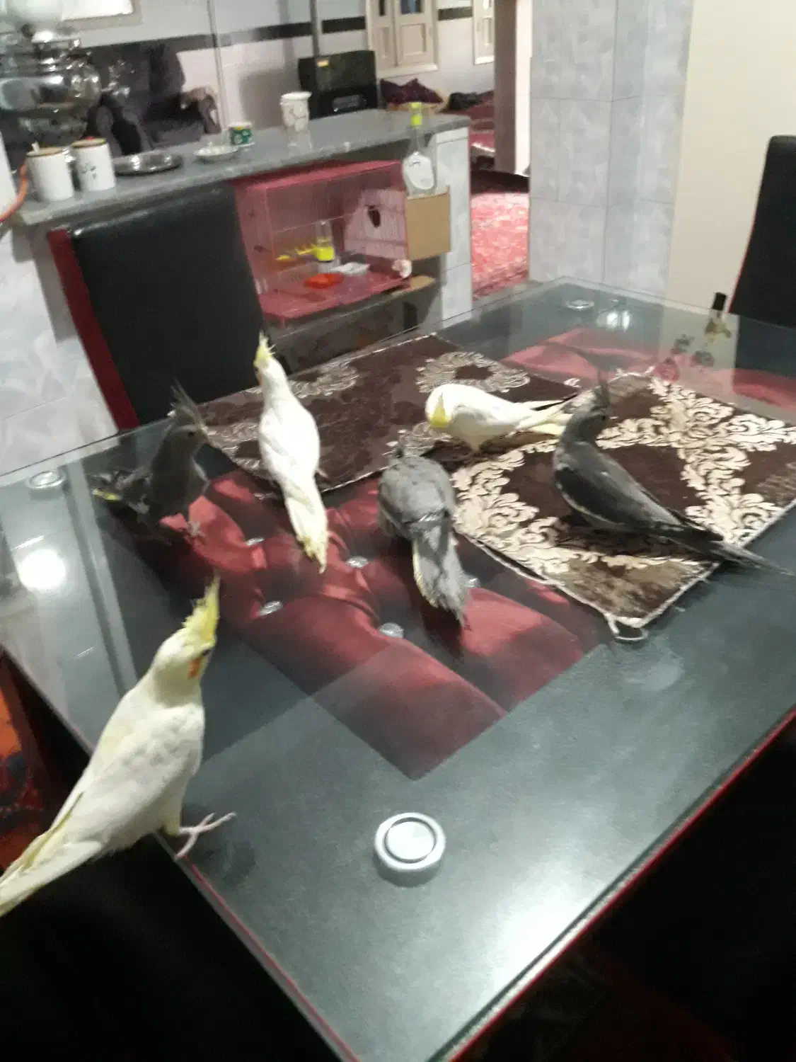 فروش عروس هلندی دو ماهه منصفانه|پرنده|میانه, |دیوار