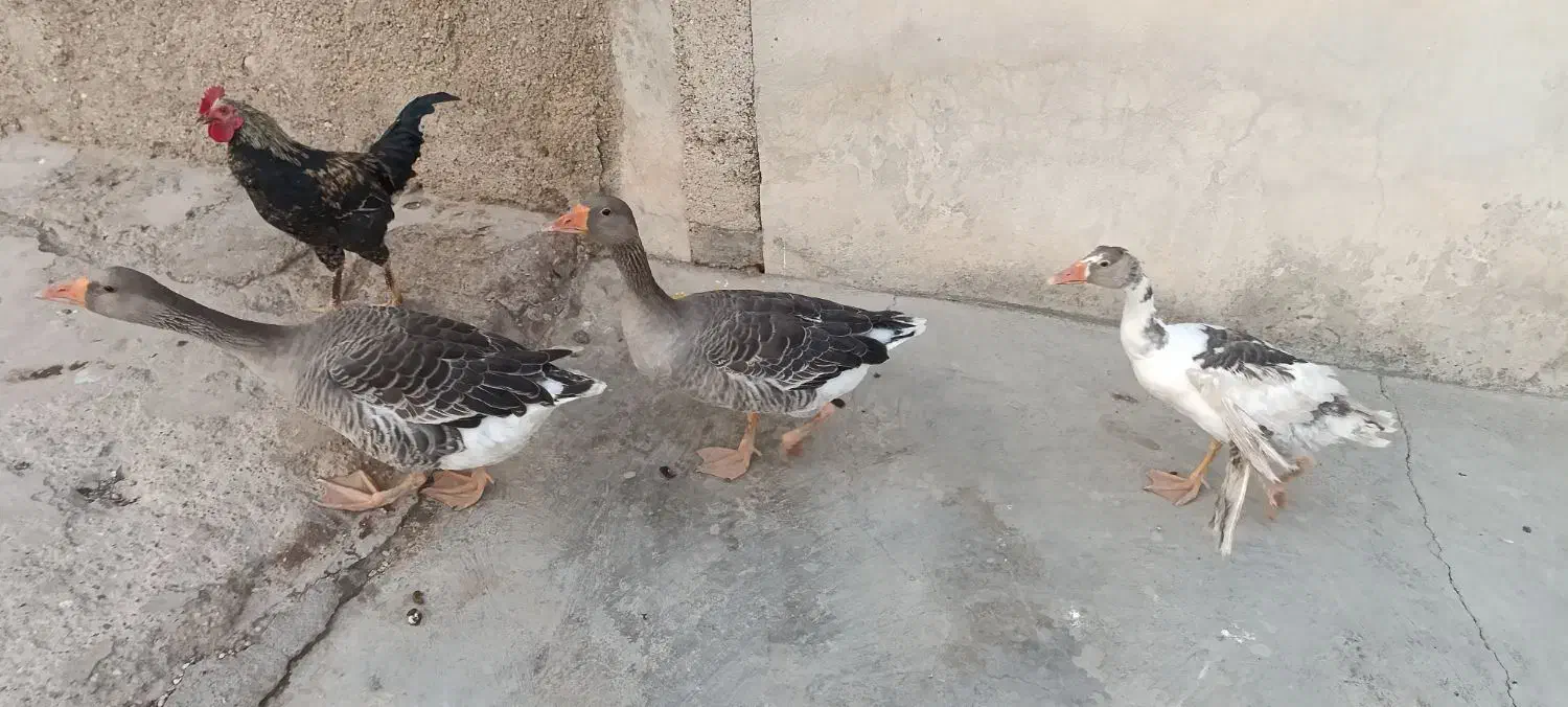 مرغ خروس وغازمحلی سالم|حیوانات مزرعه|دزفول, |دیوار