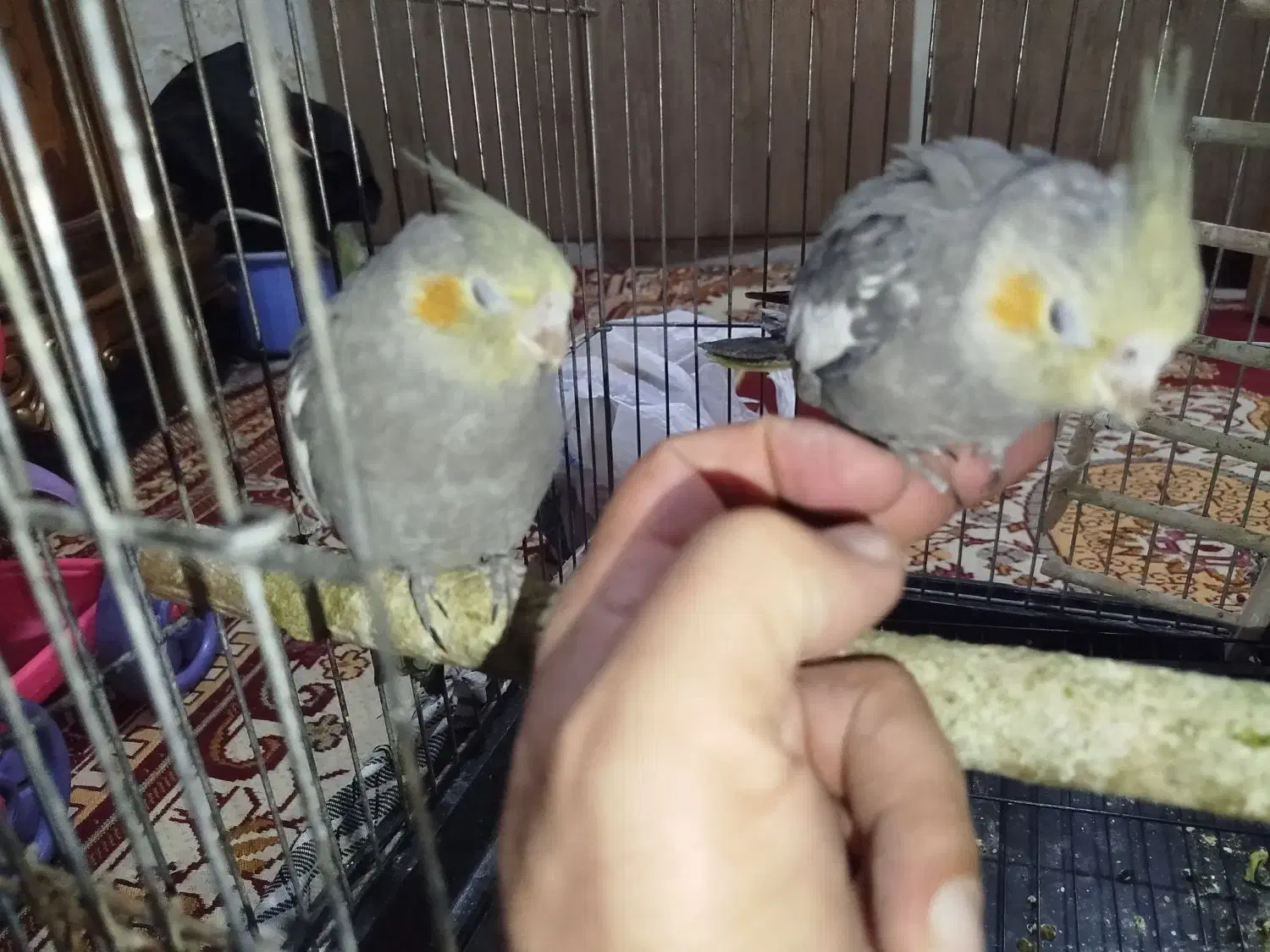 جوجه عروس هلندی|پرنده|ری, شهرک نظامی|دیوار