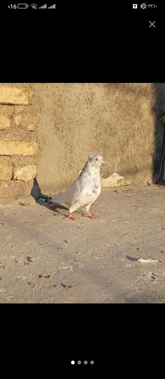 گمشده کفتر|حیوانات|سمنان, |دیوار