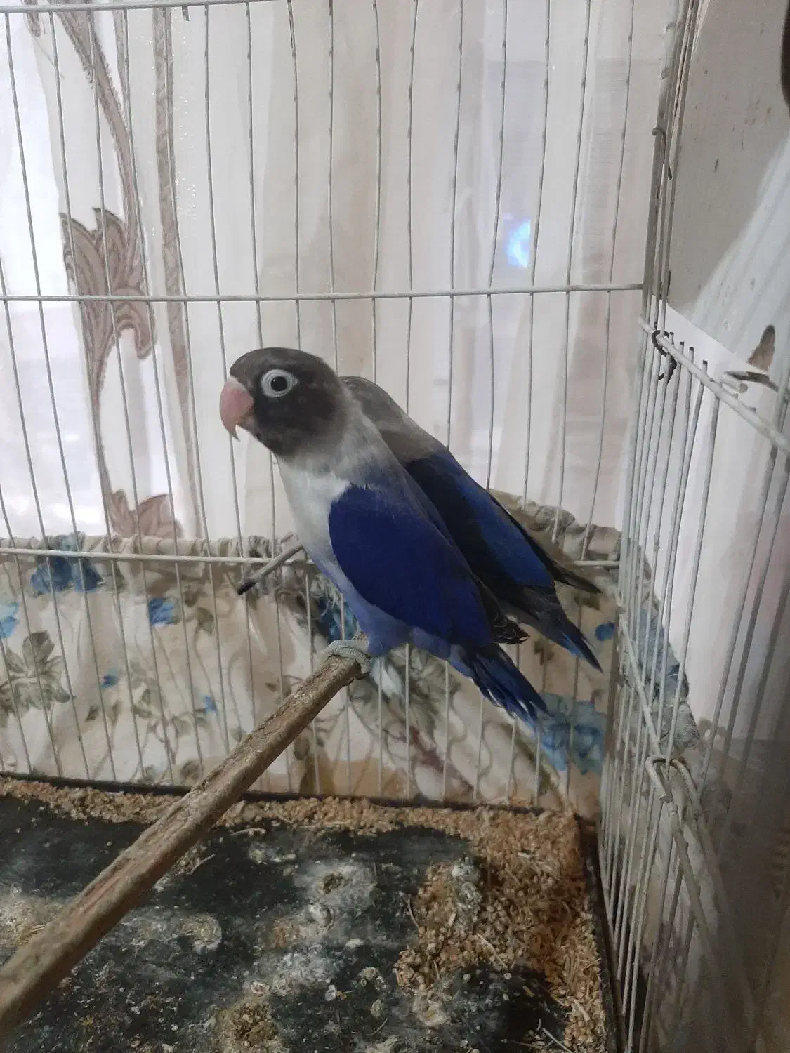 ۳ جفت کوتوله درجه یک|پرنده|نصر آباد, |دیوار