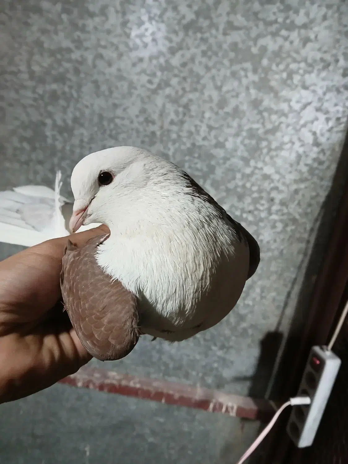 پشت دار قرمز نر هیکلی .|پرنده|قدس, شهر‌قدس|دیوار