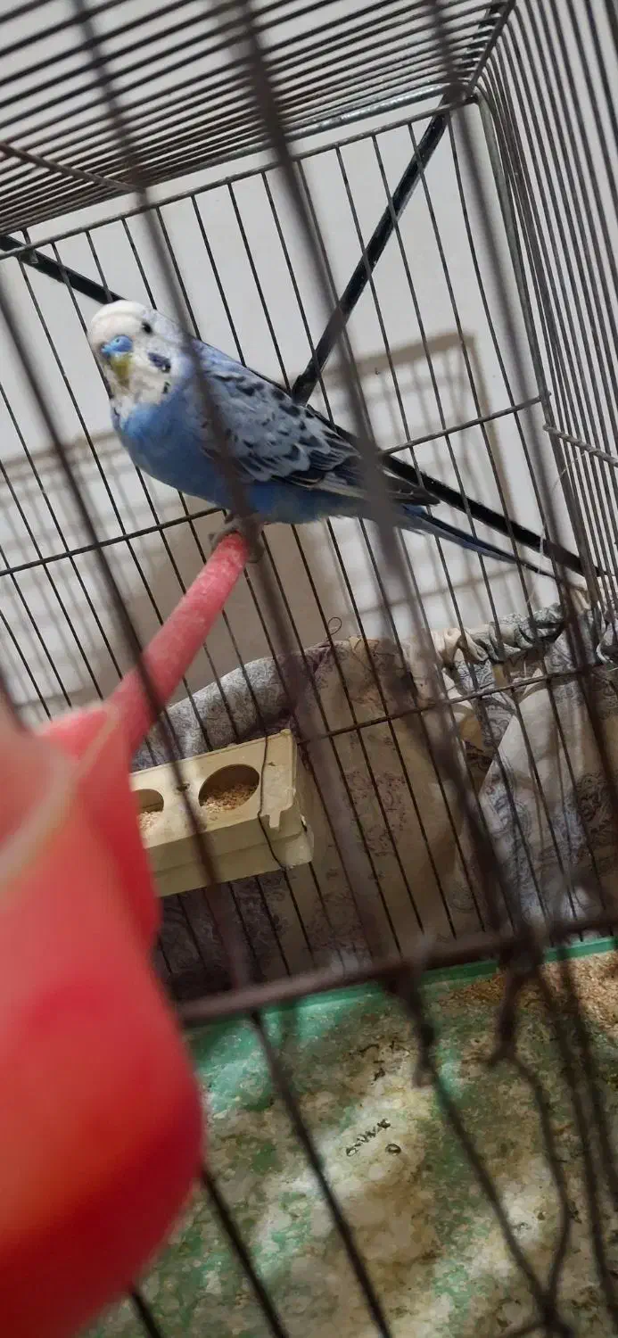 مرغ عشق سر تخم|پرنده|مسجد سلیمان, |دیوار