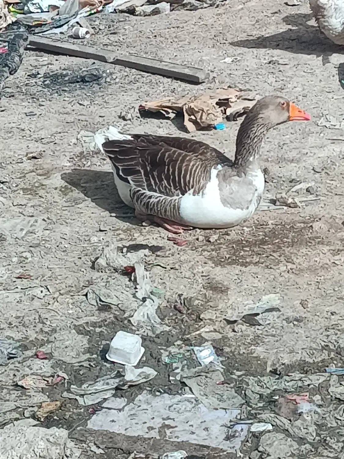 غاز|حیوانات مزرعه|باوی, |دیوار