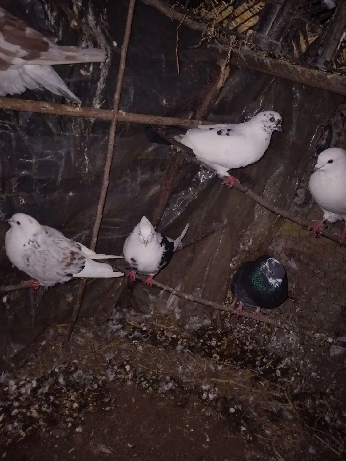 کبوتر پروازی|پرنده|کلاچای, |دیوار