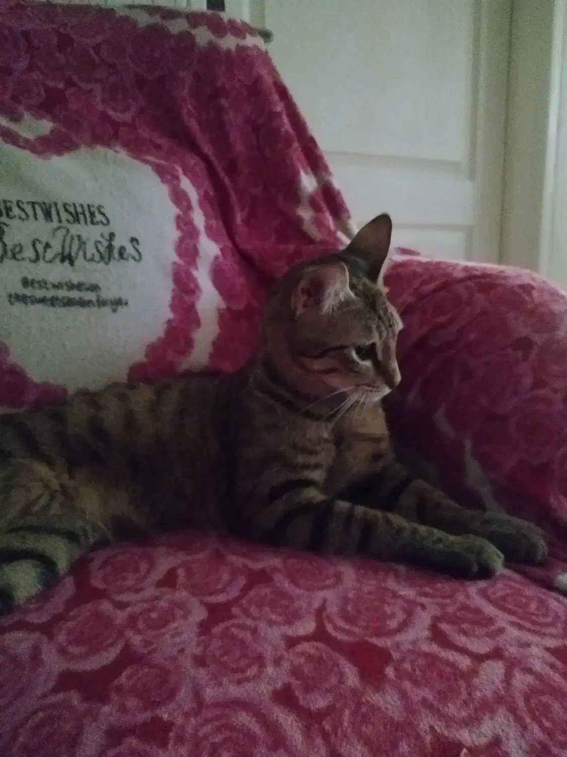 واگذاری گربه|گربه|شهریار, شهرک وائین|دیوار