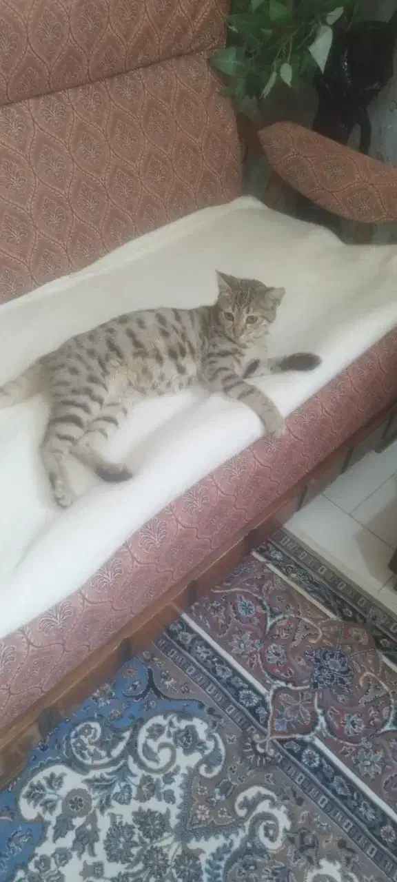 واگذاری گربه|گربه|ارومیه, |دیوار