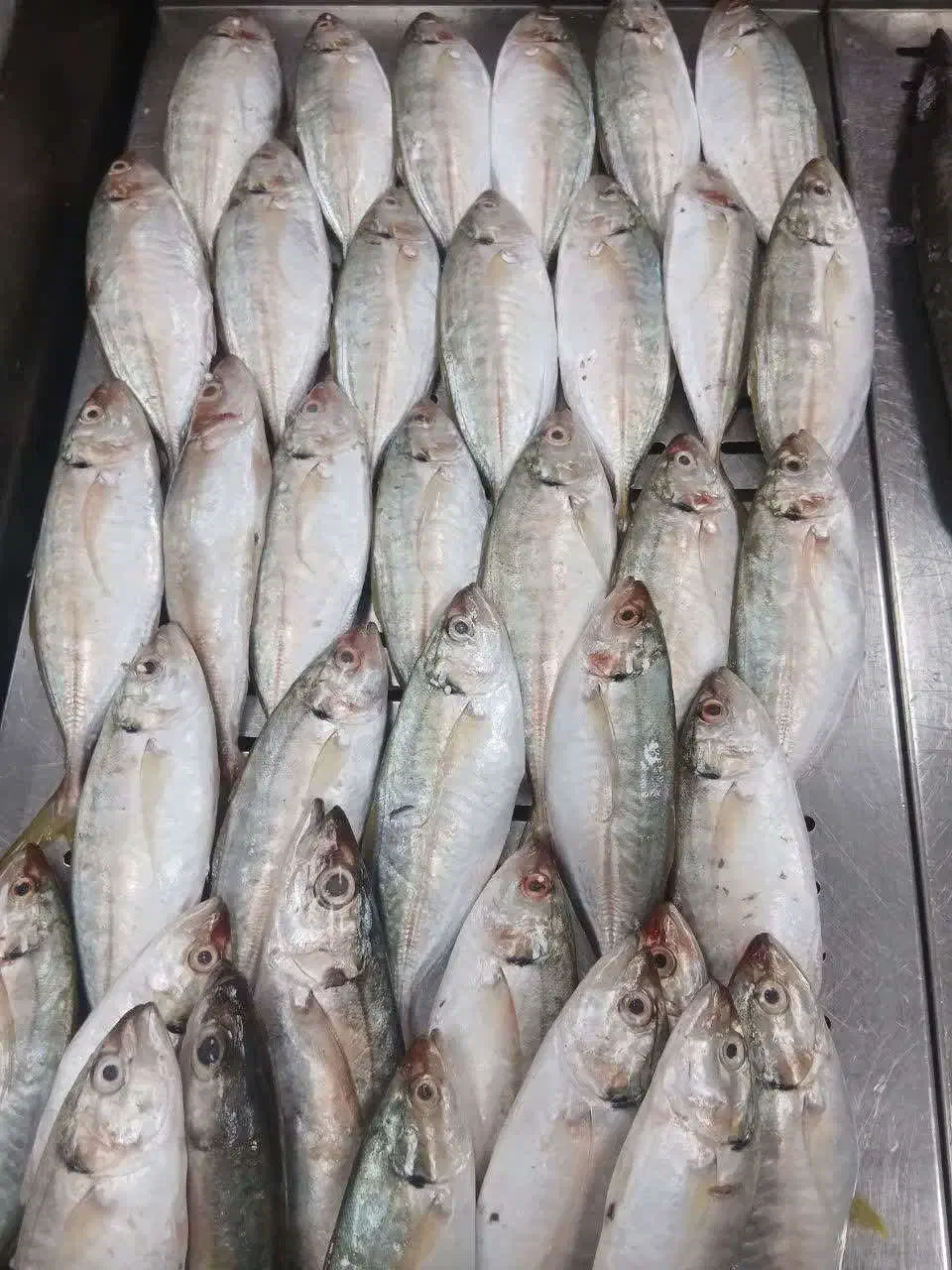 ماهی ۱۳۹ تومان|خوردنی و آشامیدنی|قم, در بهشت|دیوار