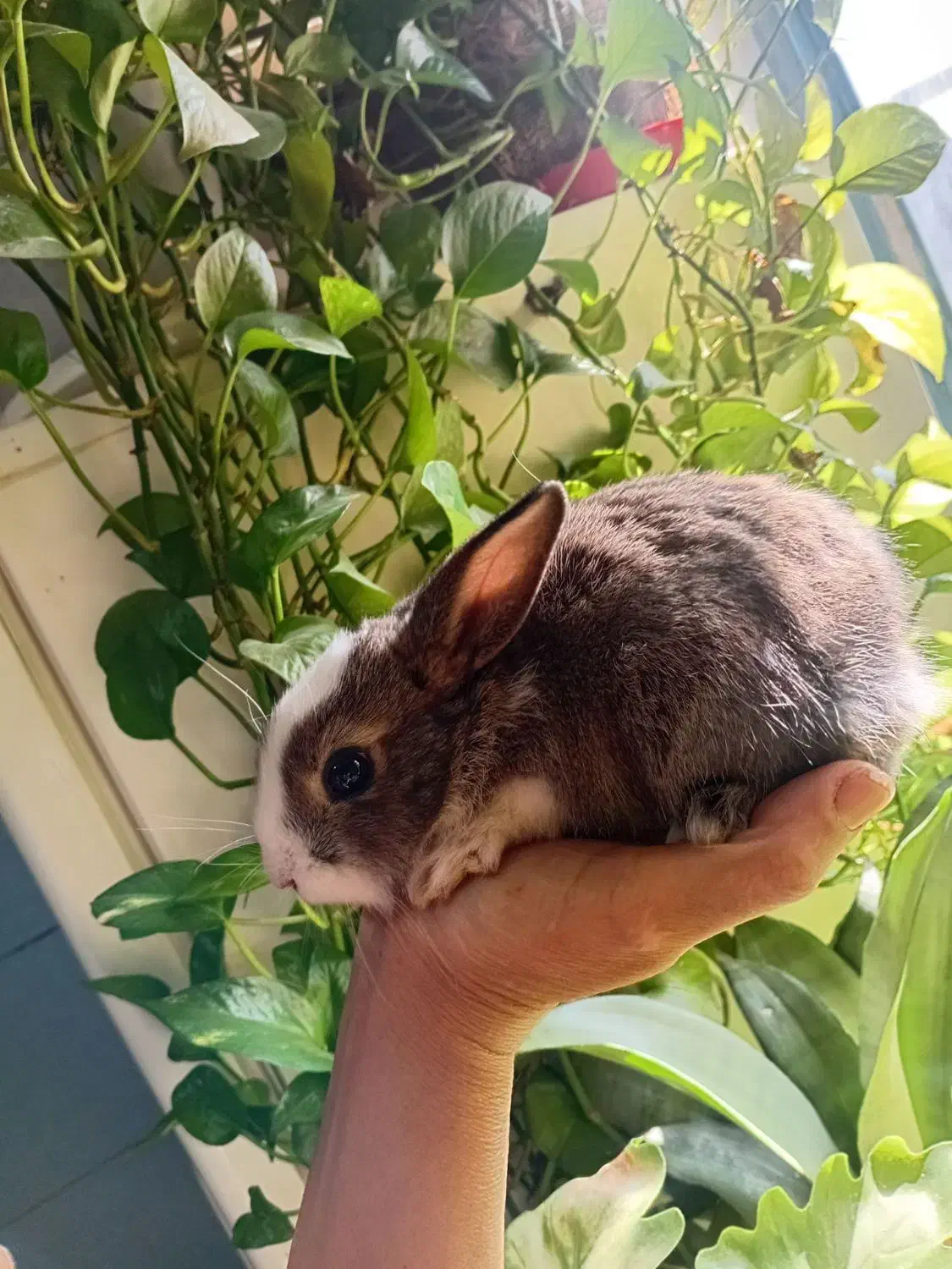 خرگوش|موش و خرگوش|تهران, حصارک|دیوار